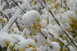 Eingeschneite Forsythienblüten