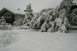 Stark gebogener Baum durch die Schneelast