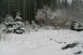 Waldstck im Schnee